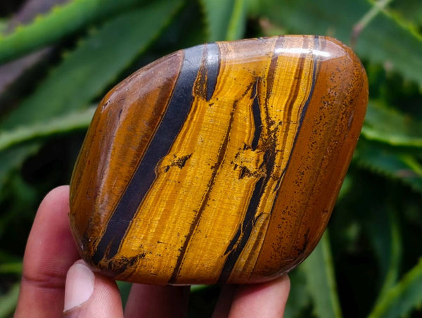 Polished Golden Tiger's Eye Free Forms x 6 From Prieska, South Africa