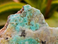 Natural Botryoidal Drusy Coated Chrysocolla Specimens x 2 From Lupoto Mine, Congo