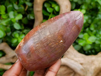 Polished Red Podocarpus Petrified Wood Standing Free Forms x 2 From Mahajanga, Madagascar
