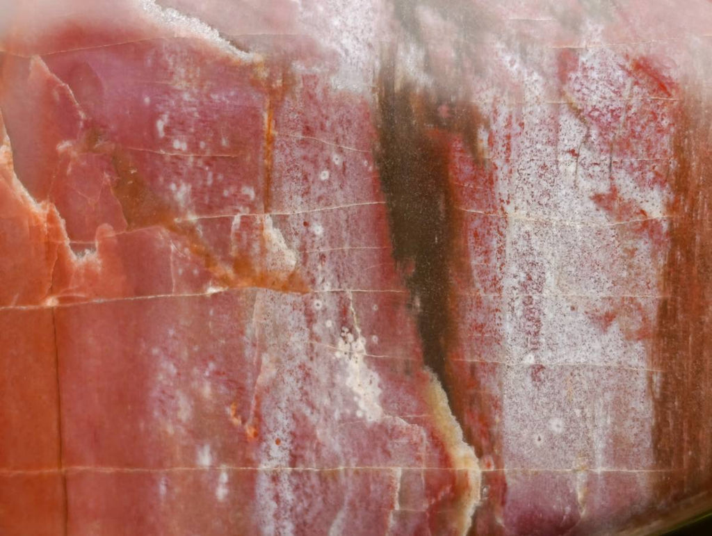 Polished Red Podocarpus Petrified Wood Standing Free Forms x 2 From Mahajanga, Madagascar - Toprock Gemstones and Minerals 