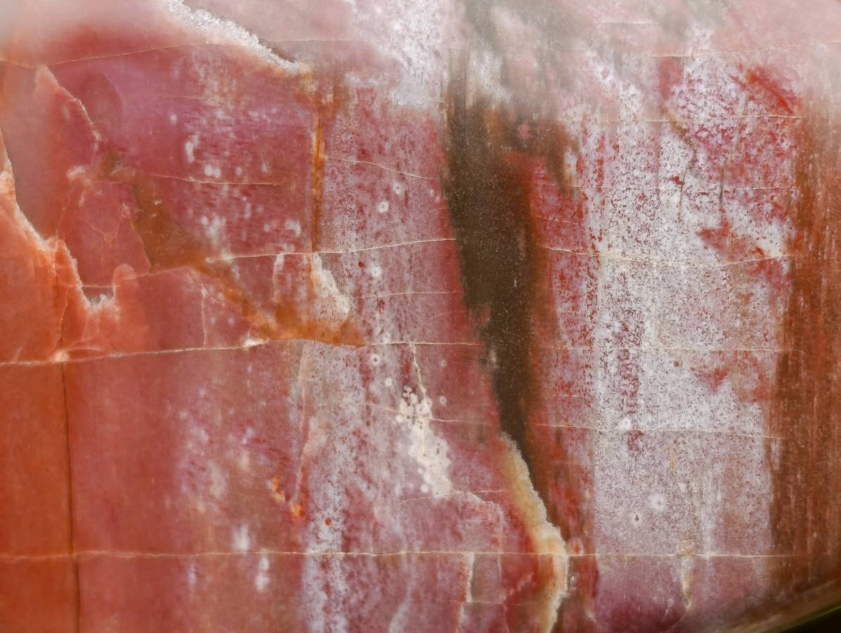 Polished Red Podocarpus Petrified Wood Standing Free Forms x 2 From Mahajanga, Madagascar - Toprock Gemstones and Minerals 