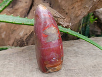 Polished Red Podocarpus Petrified Wood Standing Free Forms x 2 From Mahajanga, Madagascar