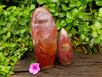 Polished Red Podocarpus Petrified Wood Standing Free Forms x 2 From Mahajanga, Madagascar