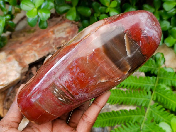 Polished Red Podocarpus Petrified Wood Standing Free Forms x 2 From Mahajanga, Madagascar