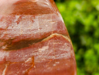 Polished Red Podocarpus Petrified Wood Standing Free Forms x 2 From Mahajanga, Madagascar