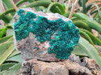 Natural Dioptase with Malachite On Dolomite Specimen x 1 From Likasi, Congo - Toprock Gemstones and Minerals 