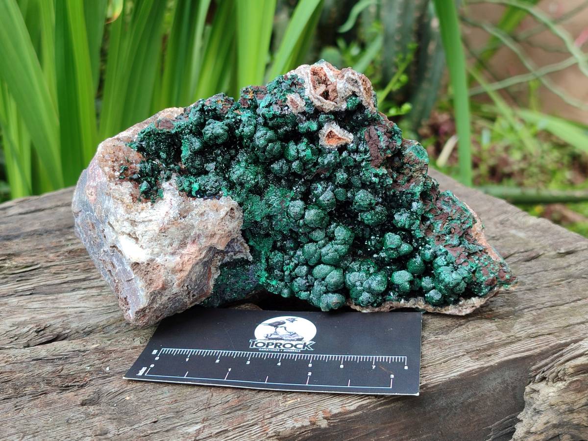 Natural Silky Ball Malachite On Dolomite Specimen x 1 From Mindingi Mine, Kambove, Congo - Toprock Gemstones and Minerals 