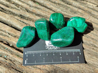 Polished Flower Banded Malachite Free Forms x 35 From Congo