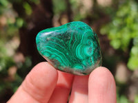 Polished Flower Banded Malachite Free Forms x 35 From Congo