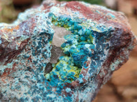 Natural Shattuckite, Chrysocolla And Malachite Specimens x 12 From Koakoveld, Namibia