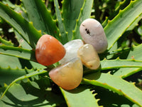 Polished Flower Agate Free Forms x 70 From Antsahalova, Madagascar