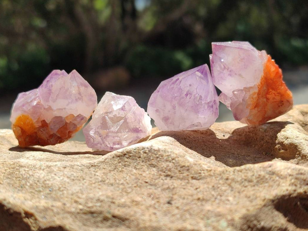 Natural Small Sunburst Cactus Flower Amethyst Spirit Clusters x 35 From South Africa - Toprock Gemstones and Minerals 