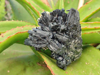 Natural Schorl Black Tourmaline with Vermiculite x 6 From Erongo, Namibia