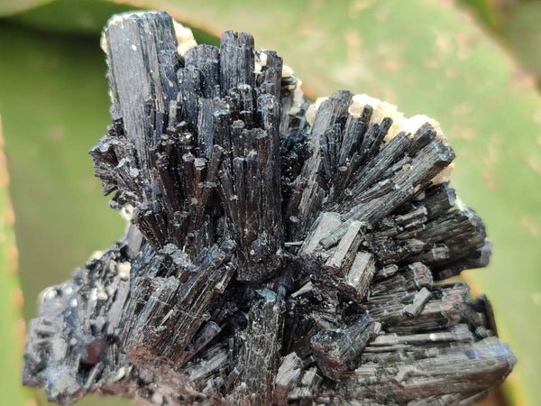 Natural Schorl Black Tourmaline with Vermiculite x 6 From Erongo, Namibia