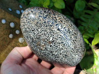 Polished Black Tourmaline In Matrix Standing Free Forms x 2 From Madagascar