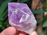 Natural Jacaranda Amethyst Quartz Crystals x 12 From Mumbwa, Zambia