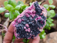 Natural Salrose Cobaltion Dolomite with Heterogenite Specimens x 6 From Kakanda, Congo