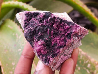 Natural Salrose Cobaltion Dolomite with Heterogenite Specimens x 6 From Kakanda, Congo