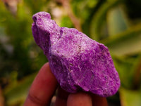 Natural Stichtite Cobbed Specimens x 70 From Barberton, South Africa