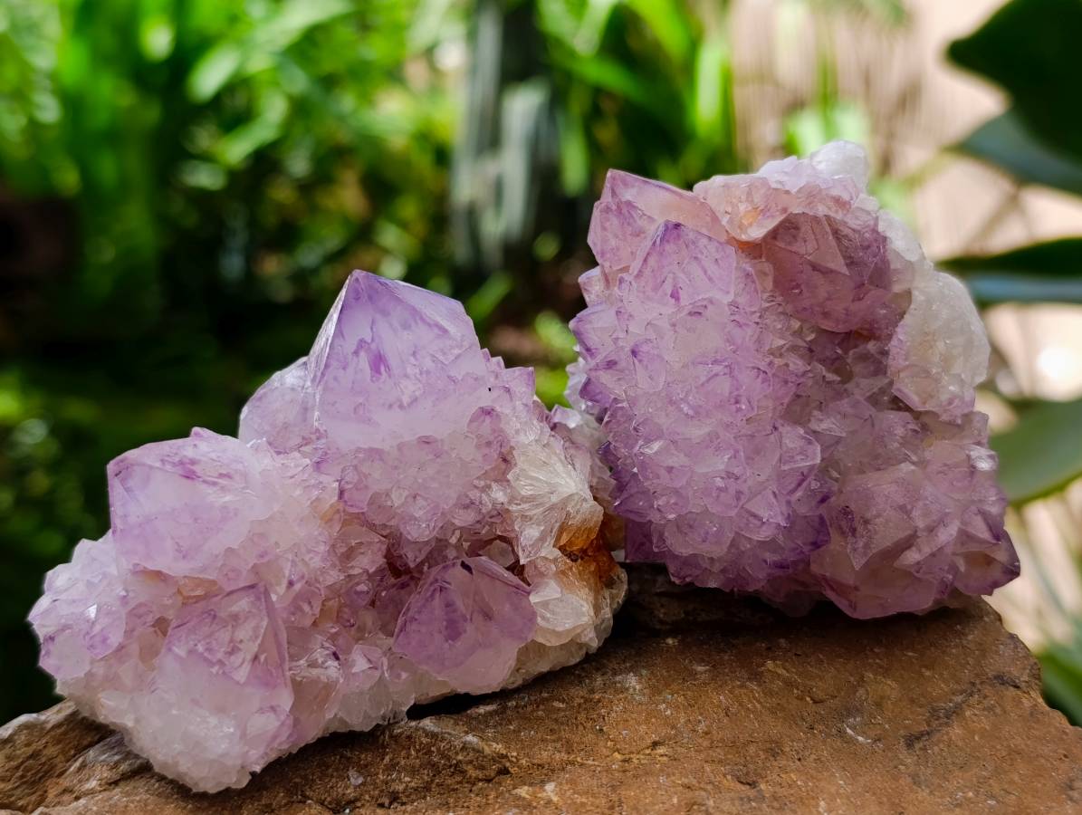 Natural Sunburst Amethyst Spirit Quartz Clusters x 6 From Boekenhouthoek, South Africa - Toprock Gemstones and Minerals 
