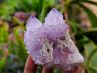 Natural Sunburst Amethyst Spirit Quartz Clusters x 6 From Boekenhouthoek, South Africa