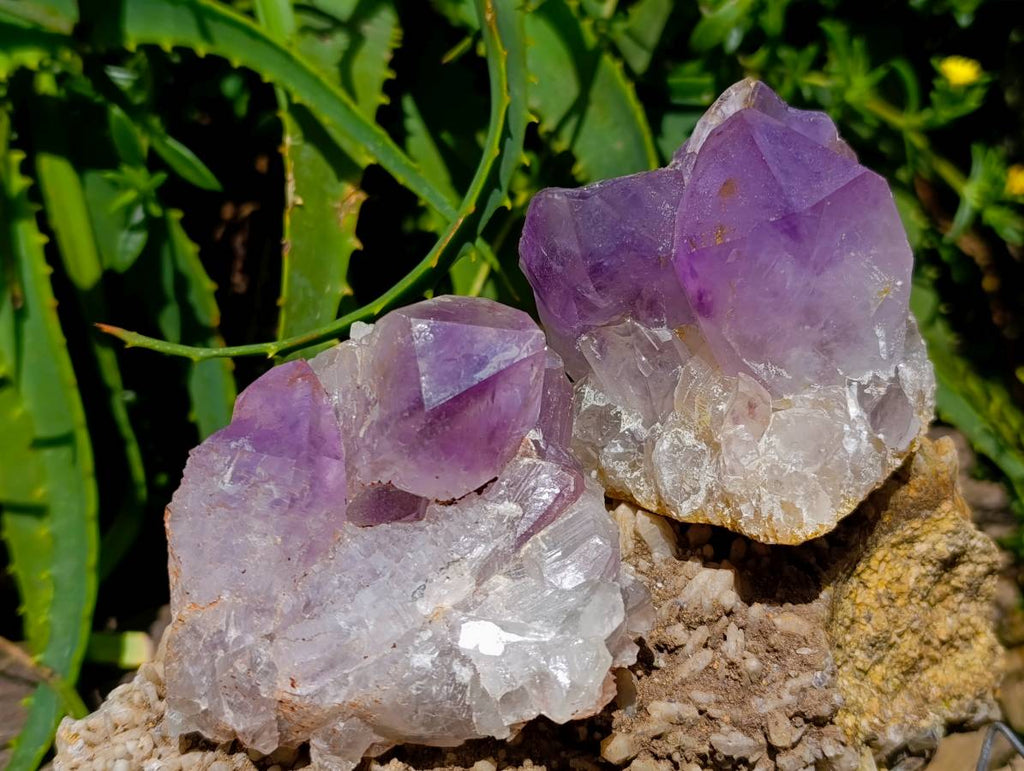 Natural Jacaranda Amethyst Crystal Clusters x 6 From Mumbwa, Zambia - Toprock Gemstones and Minerals 