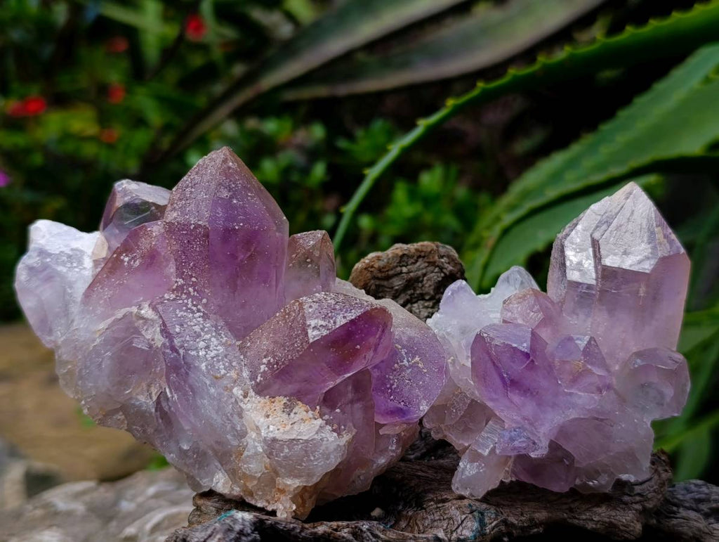 Natural Jacaranda Amethyst Crystal Clusters x 6 From Mumbwa, Zambia - Toprock Gemstones and Minerals 
