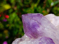 Natural Jacaranda Amethyst Crystal Clusters x 6 From Mumbwa, Zambia
