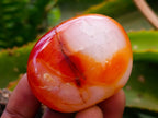 Polished Carnelian Agate Gemstone Galets x 20 From Madagascar - Toprock Gemstones and Minerals 