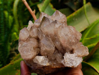 Natural Smokey Phantom Quartz Clusters x 2 From Luena, Congo
