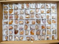 Polished Flower Agate Free Forms x 70 From Antsahalova, Madagascar