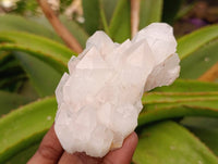 Natural White Candle Quartz Crystals x 6 From Madagascar