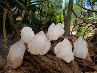 Natural White Candle Quartz Crystals x 6 From Madagascar
