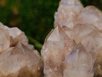Natural Luena Smokey Phantom Quartz Clusters x 2 From Congo