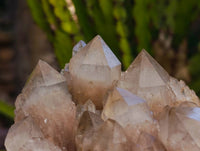 Natural Luena Smokey Phantom Quartz Clusters x 2 From Congo