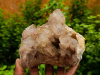 Natural Luena Smokey Phantom Quartz Clusters x 2 From Congo
