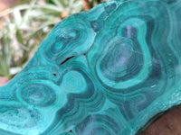 Natural Large Chatoyant, Velvet Silky Malachite Specimen x 1 From Kasompe, Congo