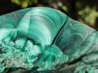 Natural Large Chatoyant, Velvet Silky Malachite Specimen x 1 From Kasompe, Congo