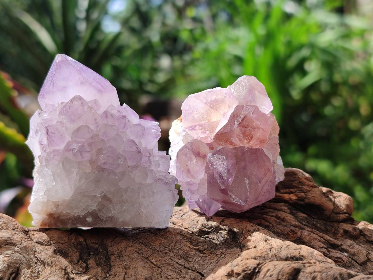 Natural Sunburst Amethyst Spirit Clusters x 12 From Boekenhouthoek, South Africa