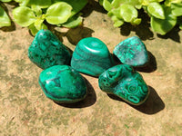 Polished Flower Banded Malachite Free Forms x 70 From Congo