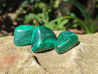 Polished Flower Banded Malachite Free Forms x 70 From Congo