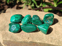 Polished Flower Banded Malachite Free Forms x 70 From Congo