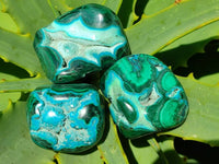 Polished Malacolla Free Forms x 35 From Kulukuluku, Congo