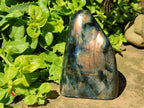 Polished Labradorite Standing Free Forms x 2 From Tulear, Madagascar
