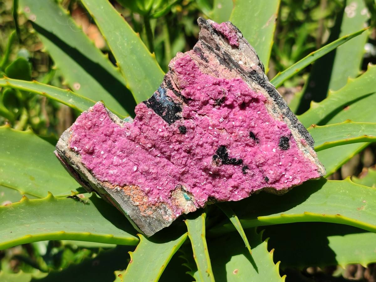 Natural Salrose Cobaltion Dolomite Specimens x 4 From Kakanda, Congo