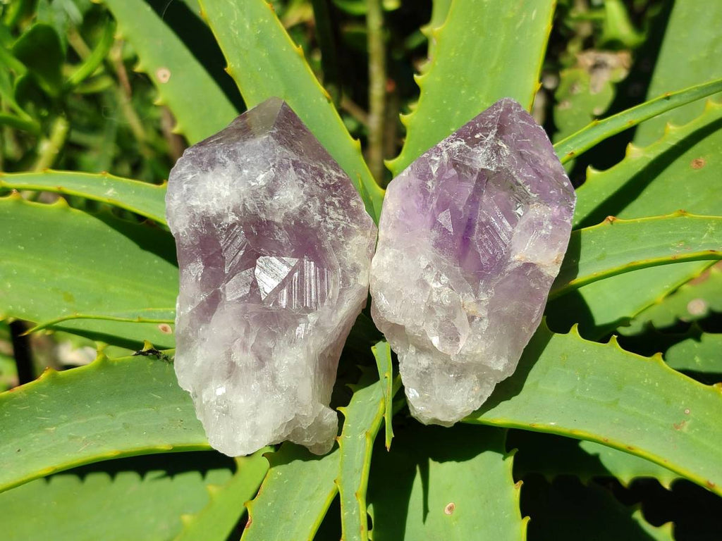 Natural Jacaranda Amethyst Quartz Crystals x 12 From Mumbwa, Zambia