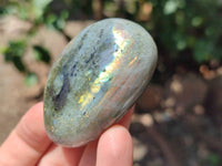 Polished Labradorite Galets x 13 From Tulear, Madagascar