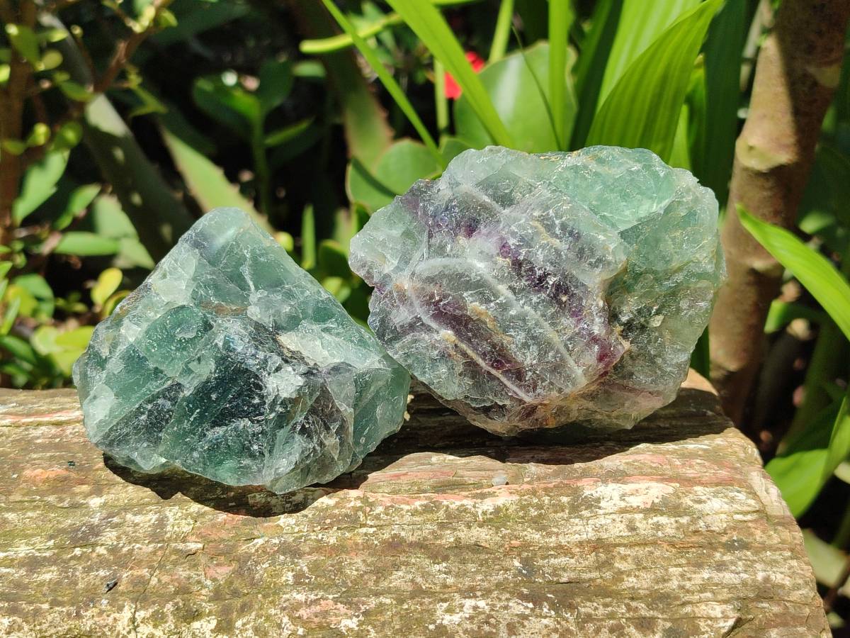 Natural Watermelon Fluorite Cobbed Specimens x 12 From Uis, Namibia