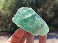 Natural Watermelon Fluorite Cobbed Specimens x 12 From Uis, Namibia