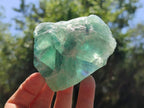 Natural Watermelon Fluorite Cobbed Specimens x 12 From Uis, Namibia